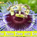 Manfaat Passion Flower untuk Kesehatan