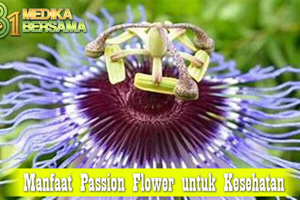 Manfaat Passion Flower untuk Kesehatan