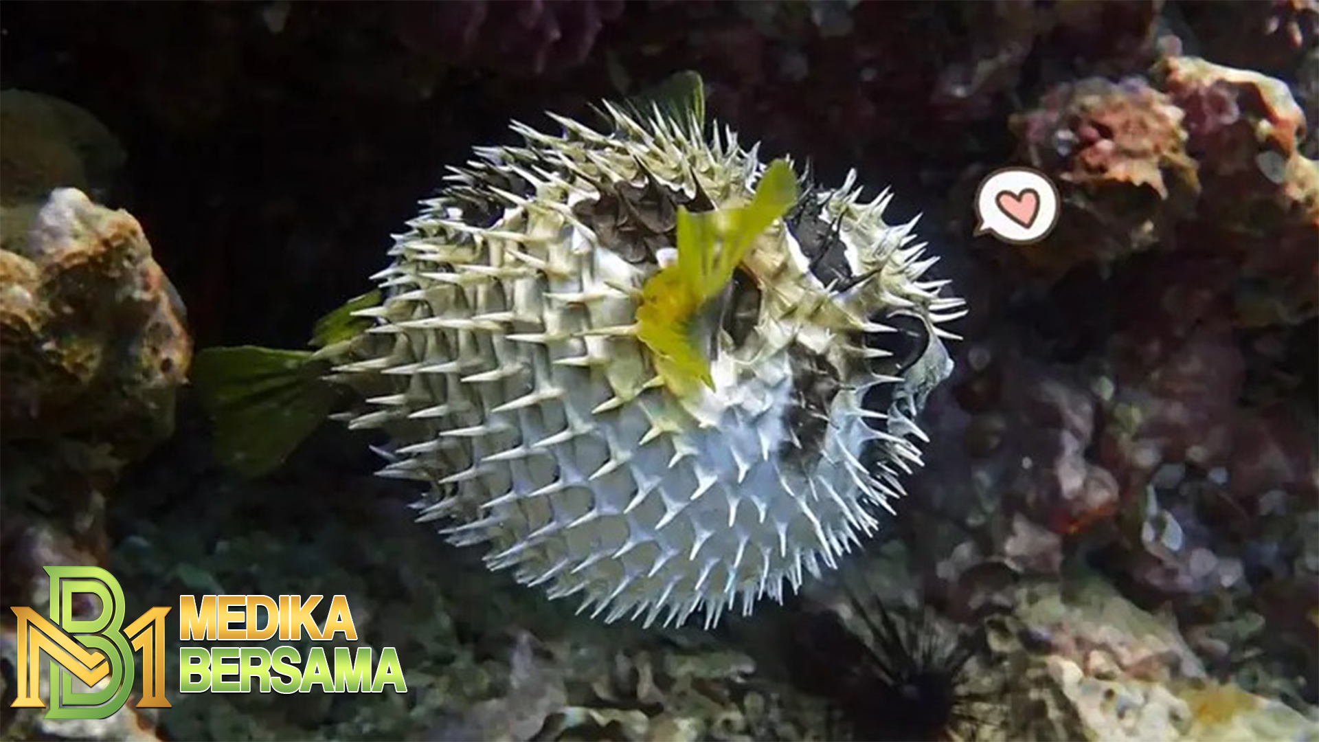 Inilah Fakta Ikan Buntal yang Perlu Diketahui