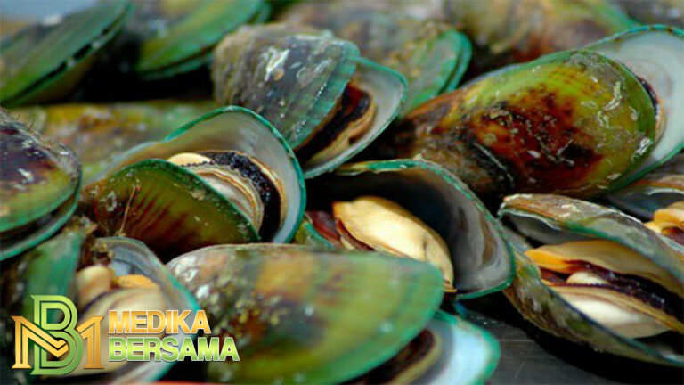 Manfaat Kerang untuk Kesehatan