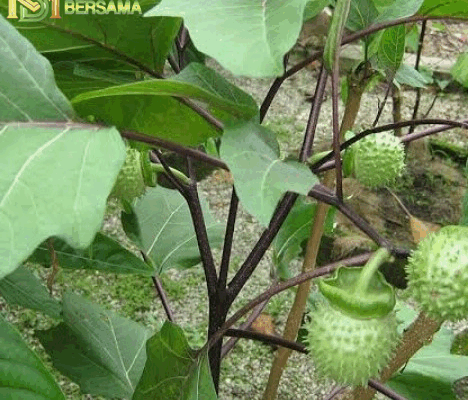 Manfaat Daun Kecubung untuk Kesehatan Manfaat Daun Kecubung untuk Kesehatan