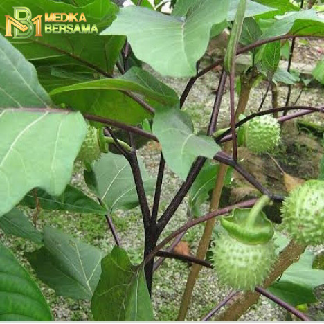 Manfaat Daun Kecubung untuk Kesehatan