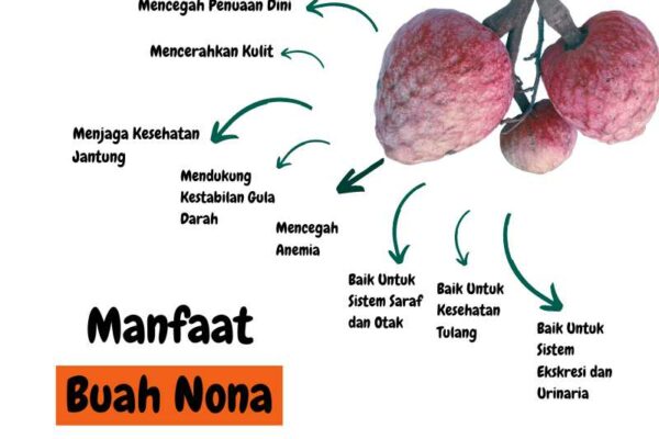 Manfaat Buah Nona: Si Manis dengan Segudang Khasiat Manfaat Buah Nona: Si Manis dengan Segudang Khasiat
