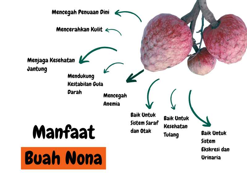 Manfaat Buah Nona: Si Manis dengan Segudang Khasiat